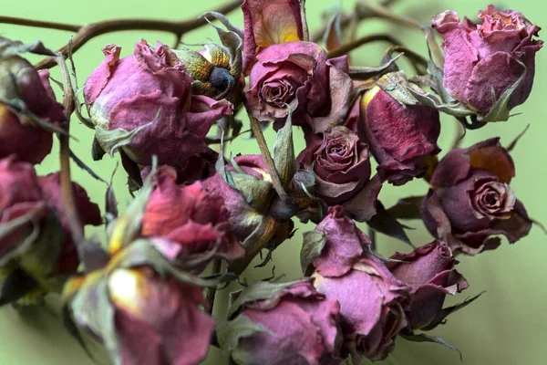 Suszone Fioletowe Róże Tle Pistacji — Zdjęcie stockowe