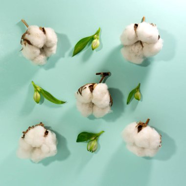 Alstroemeria tomurcukları ve pamuk tomurcukları mavi arka planda yatar..