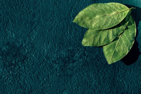 bay leaves on blue background