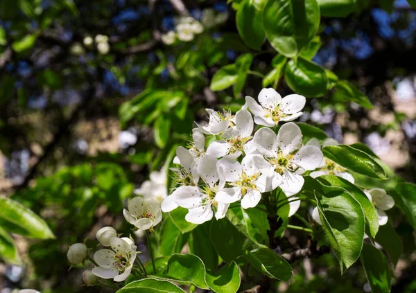 Branch of a blossoming apple tree in spring — Stock Photo, Image