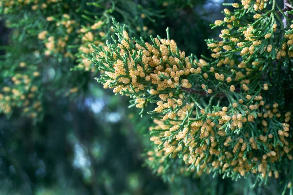 Thuja blooming paws in summer — Stock Photo, Image