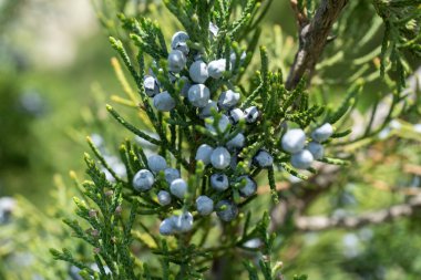 Yakın bir dalda ardıç meyvesi.
