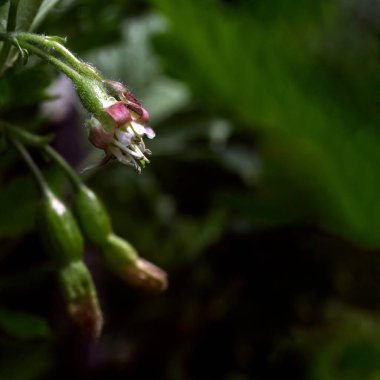 Bektaşi üzümünün çiçekleri ve yumurtalıkları sade.