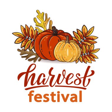 Hasat Festivali el yazısı, güz yaprakları ve balkabaklarıyla yazılmış yazı. Rowan ve meşe yaprakları kabaklarla birlikte. Şükran Günü için sonbahar öğeleri. Sonbahar hasat festivali. Vektör tasarımı