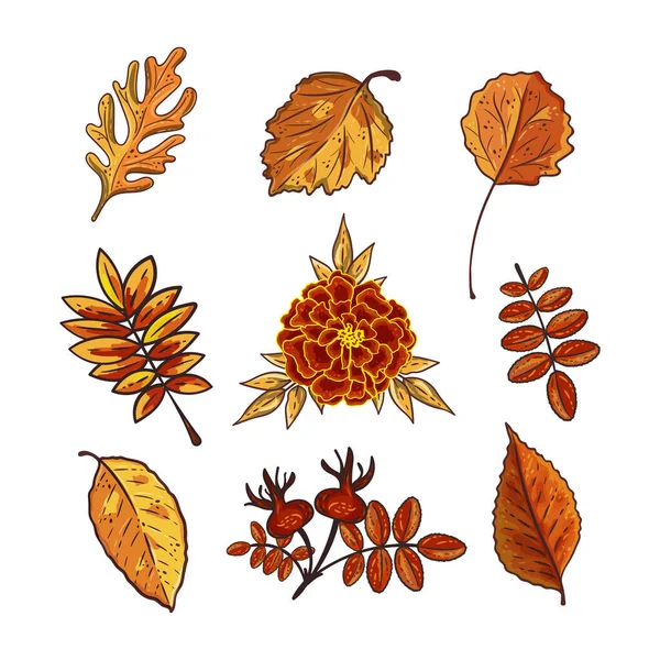 Sada Podzimních Listů Marigold Izolované Bílém Pozadí Sezónní Rowan Dub — Stockový vektor