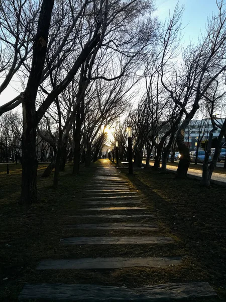 在寒冷的环境中从公园看到的风景 公园里有一条木径 周围没有树叶和一点落日 — 图库照片