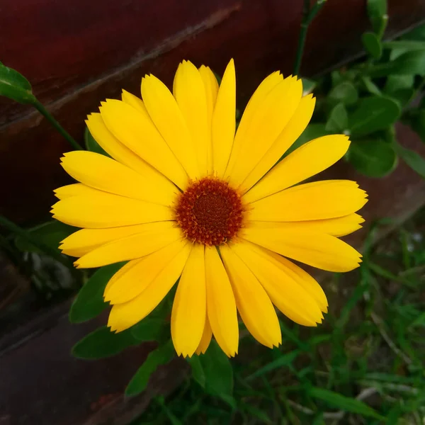 a single simple yellow flower well focused in the center