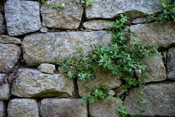 Stone Wall Ivy Photo Stone Wall Ivy — Stock Photo, Image