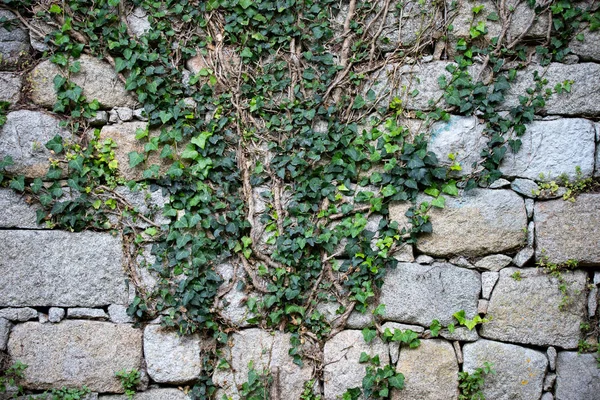  Ivy duvarda. Bir sarmaşık fotoğrafı