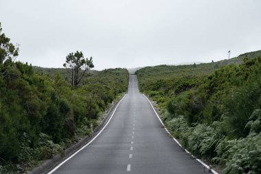 Ormandaki yol. Yol ve ağaçlar