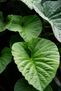 Yaprak fotoğrafı. Doğa fotoğrafı.