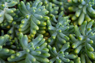 Bitkilerin arka planı. Fotoğraf yerleştir