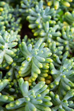 Yeşil bitkilerin arka planı. Bir bitkinin yakın plan fotoğrafı.