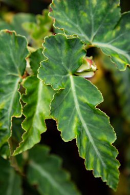 Yeşil yapraklı arka plan. Yeşil yapraklı fotoğraf