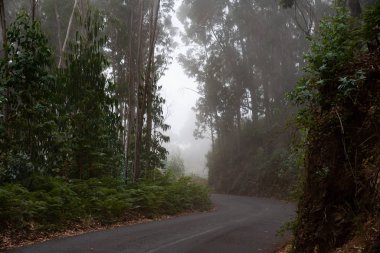 Ormandaki yol. Ağaçlar arasındaki yolun fotoğrafı.
