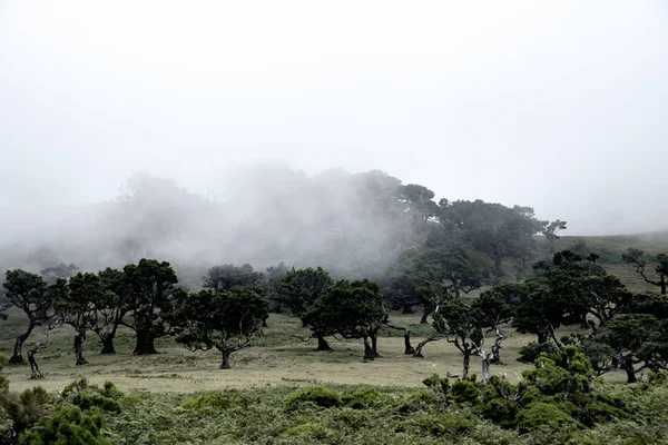 Árvores Nevoeiro Floresta Manhã — Fotografia de Stock