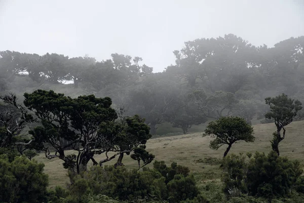 Bosque Por Mañana Niebla Bosque —  Fotos de Stock