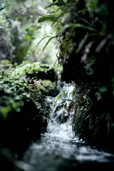 Photo Brook Brook Forest — Stock Photo, Image