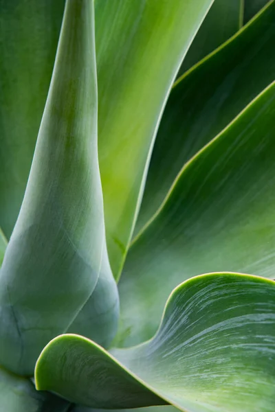 Hoja Verde Planta Fotografía Vegetal —  Fotos de Stock