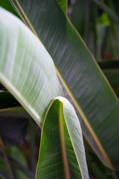 Photo Leaf Sun Picture Leaves — Stock Photo, Image