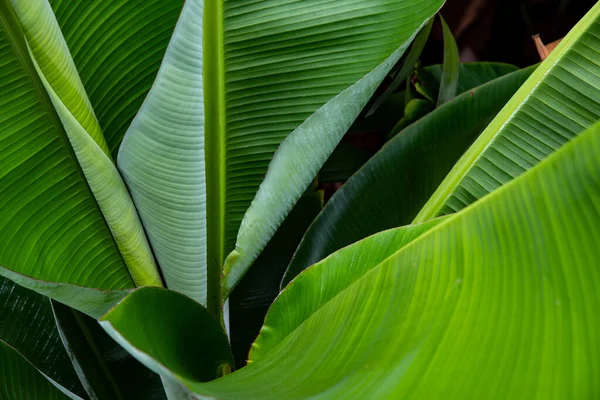 Hoja Verde Fondo Palmera Hoja Foto —  Fotos de Stock