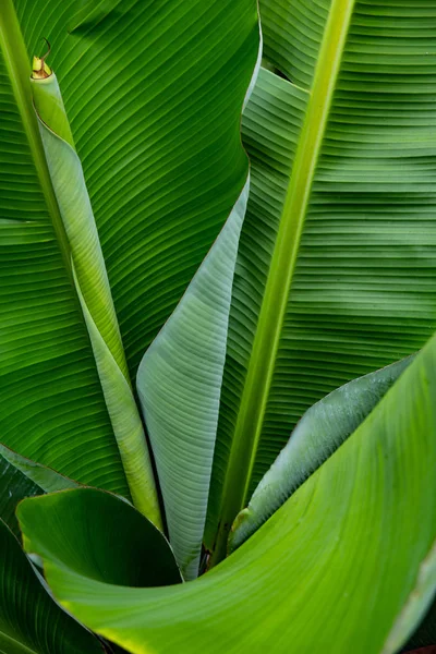 Greeen Deja Fondo Hojas Verdes Foto Primer Plano —  Fotos de Stock