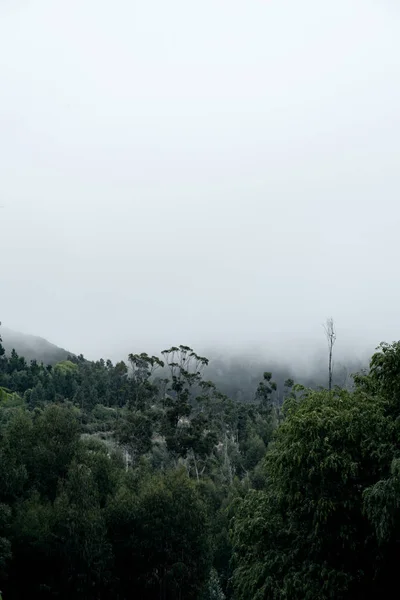 朝の空 森の空の写真 — ストック写真