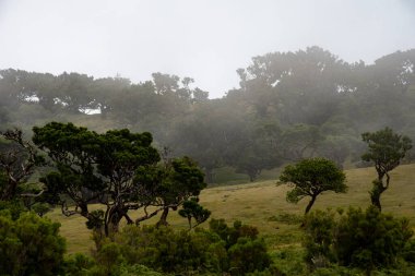 Ağaçlı manzara. Ağaçlı tarla fotoğrafı