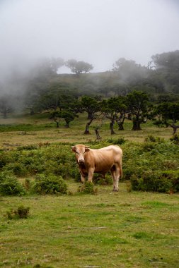 Sığır fotoğrafı. Çayır üzerindeki boğa.
