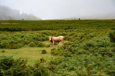 Çayırdaki boğa. Bir boğanın fotoğrafı.