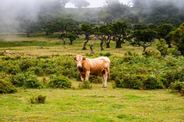 Otlaktaki boğa. Çayır üzerindeki boğa.