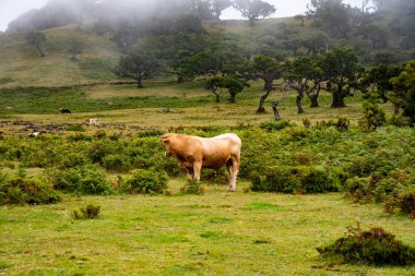 Çayırdaki boğa. Bir boğa resmi.