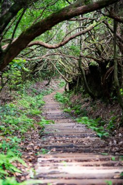 Ormandaki patika. Parktaki Yol