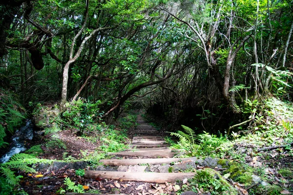 Path between trees in forest. Path in the park