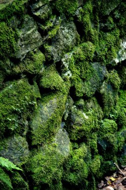 Buzlu yosun. Yosunlu kayaların resmi