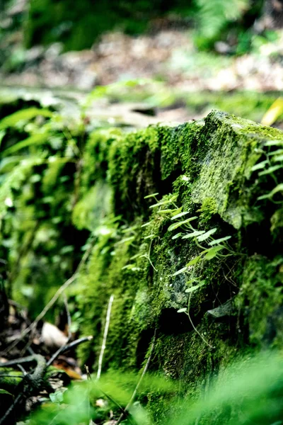 Poster Muschio Verde Foto Primo Piano Muschio — Foto Stock