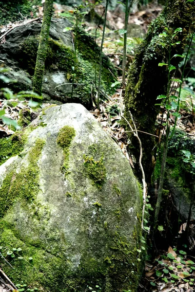 Green moss on stone and tree. Picture of green moss