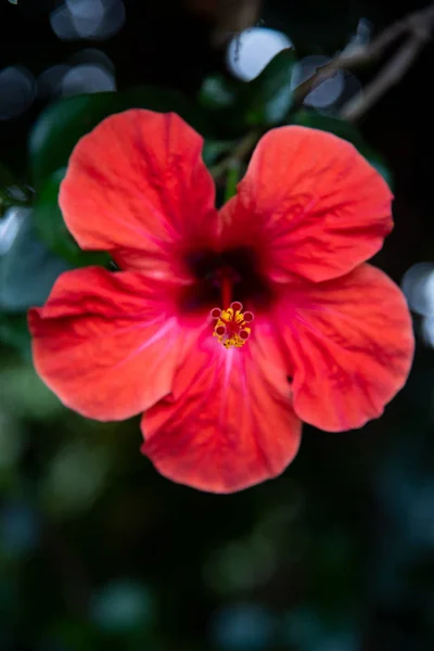 Red Flower Photo Red Petals Flower — Stock Photo, Image