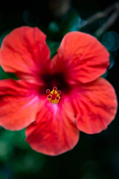 Red Flower Closeup Photo Red Flower — Stock Photo, Image