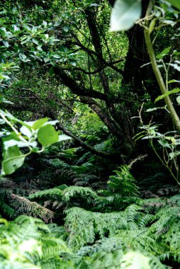 Ormandaki bitkiler. Bitkilerin fotoğrafı