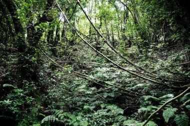 Ormanda ağaçlar ve bitkiler. Bitkilerin fotoğrafı