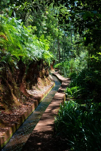 Foto Del Sentiero Nella Foresta Ruscello Nel Parco — Foto Stock