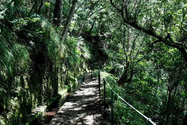 Ponte Legno Nella Foresta Foto Ponte Legno — Foto Stock