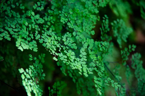 Sfondo Verde Texture Verde — Foto Stock