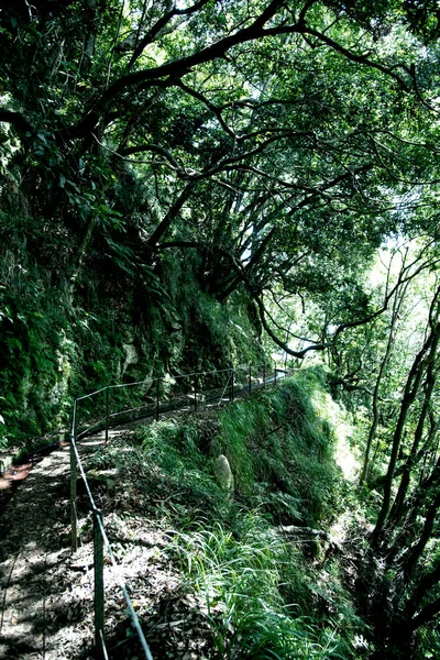 Alberi Nella Foresta Foto Alberi — Foto Stock