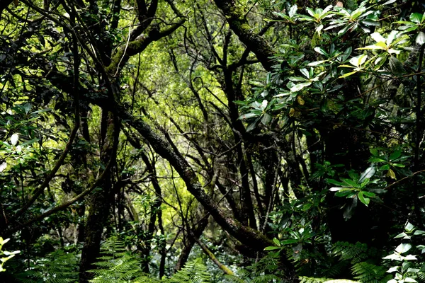 Árvore Imagem Floresta Coroas Árvores — Fotografia de Stock