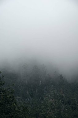Orman manzarasında sis var. Ormanın resmi.