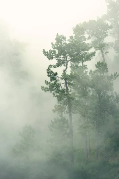 Brouillard Dans Affiche Forêt Photo Forêt — Photo