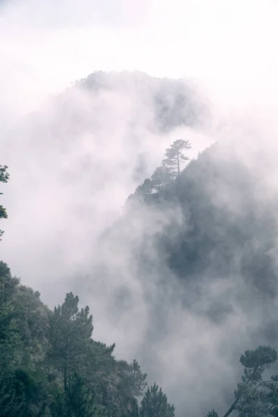 Δάσος Στα Σύννεφα Αφίσα Εικόνα Δέντρων Και Βουνών — Φωτογραφία Αρχείου