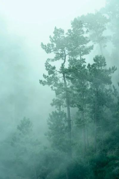 Nevoeiro Floresta Imagem Árvore — Fotografia de Stock